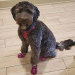 Un Woodle assis sur un sol carrelé et portant des chaussures pour chien 