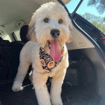 Un Woodle ayant la langue pendante et qui est tenu en laisse 