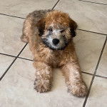 Un Woodle allongé sur un sol carrelé et regardant vers la caméra 