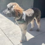 Un Woodle sur une surface bétonnée et portant un collier autour du cou