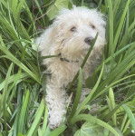 Un Woodle sur une surface herbacée et portant un collier autour du cou