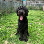 Un Woodle allongé sur une surface gazonnée et ayant la langue pendante 