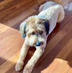 Un Woodle allongé sur un plancher et semblant détendu