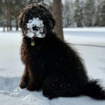 Un Woodle assis sur une surface enneigée et portant un collier autour du cou