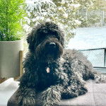 Un Woodle allongé et portant un collier autour du cou