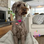 Un Woodle assis et portant un collier autour du cou