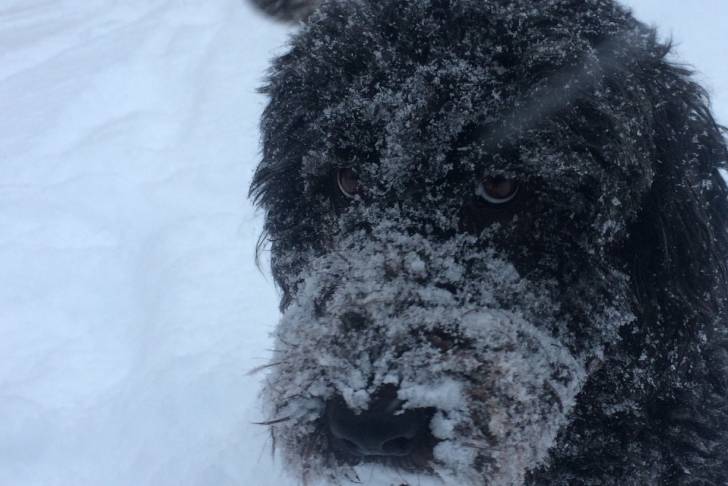 Un gros plan du visage d’un Woodle au pelage noir, rempli de neige