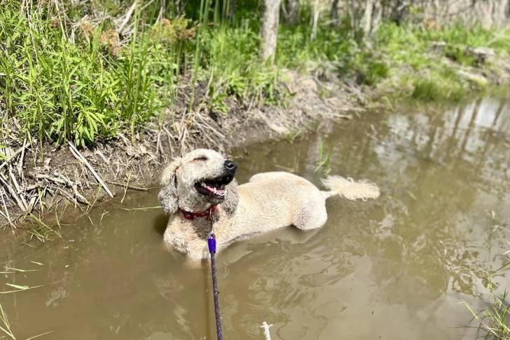 Un Woodle dans l'eau et qui est tenu en laisse 
