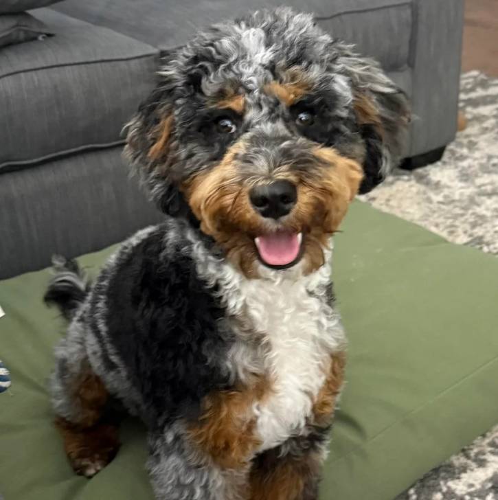 Un Woodle assis sur un lit pour chien et ayant la gueule légèrement ouverte 