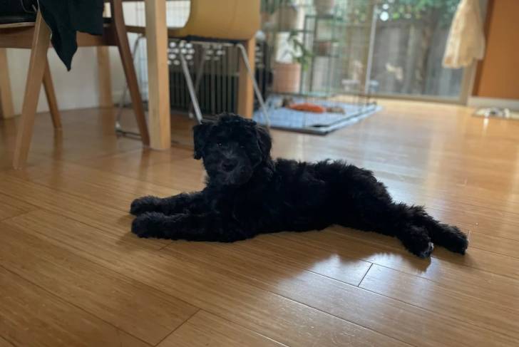 Un Woodle allongé sur un plancher 