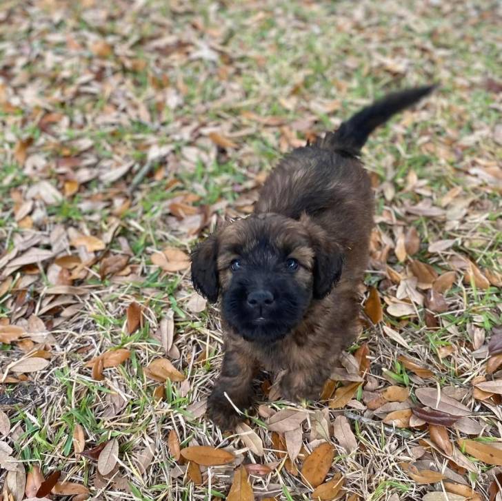 Un chiot Woodle sur une surface herbacée 