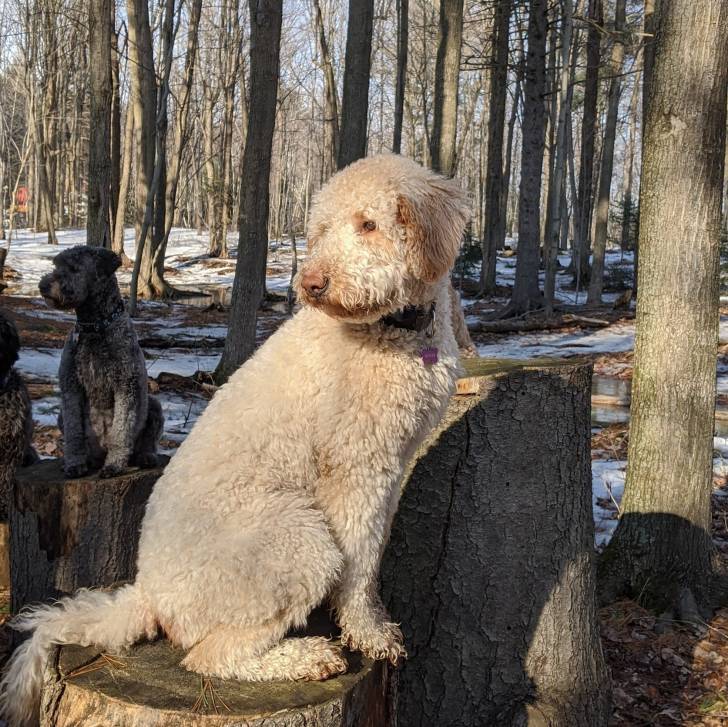 Un Woodle assis sur un tronc d'arbre et portant un collier autour du cou