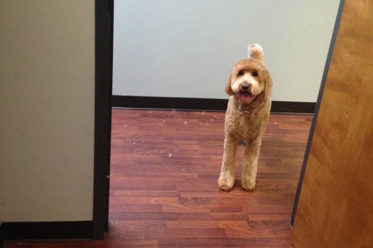 Un Woodle au pelage fauve se tenant fièrement debout après un toilettage