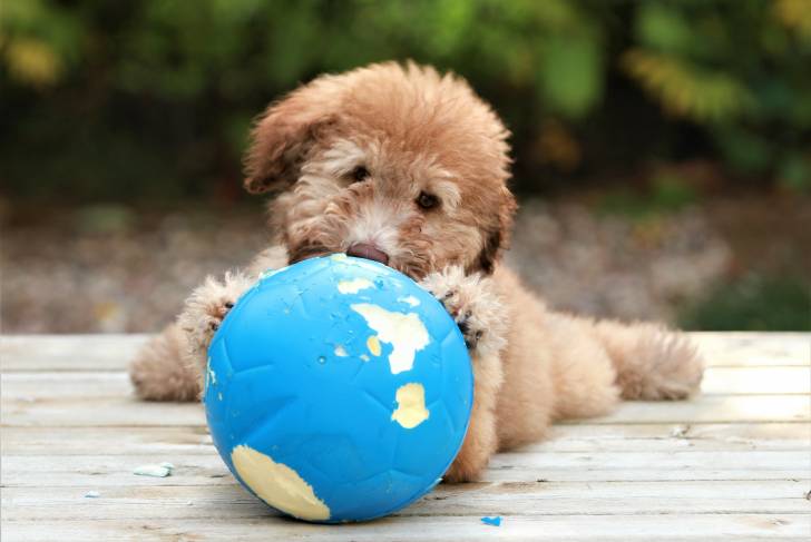 Un chiot Woodle au pelage fauve, tenant entre ses pattes un ballon bleu