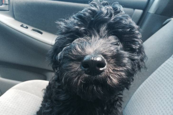 Un Woodle au pelage noir, assis dans une voiture