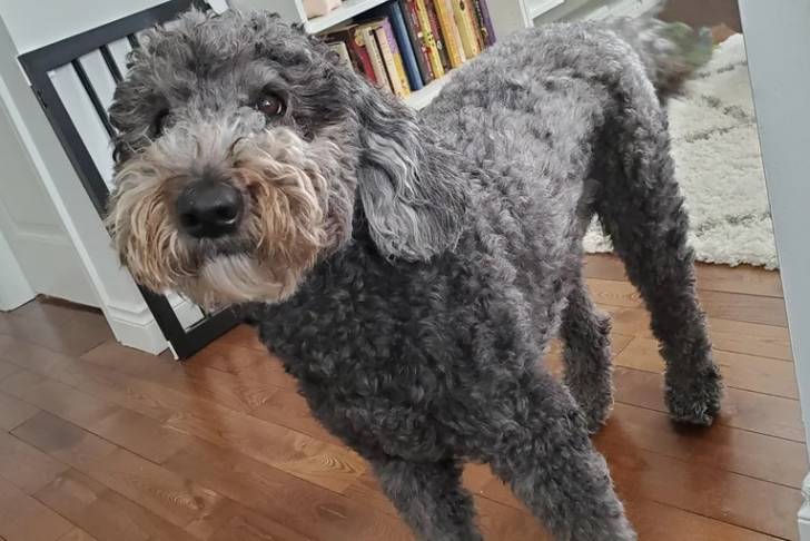 Un Woodle sur un plancher regardant vers la caméra