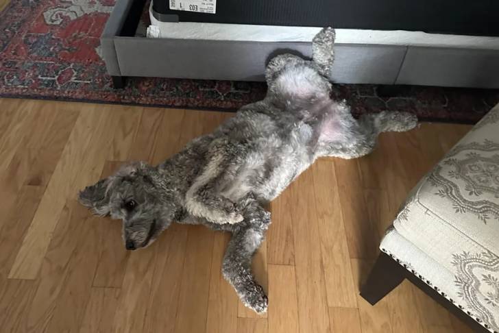 Un Woodle allongé sur un plancher 