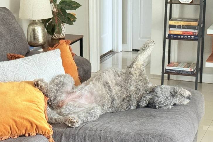 Un Woodle allongé sur un canapé