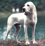 Porcelaine - Porcelaine