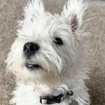 Un Westie Staff portant un collier autour du cou