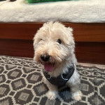 Un Westie Staff assis sur un tapis et portant un harnais