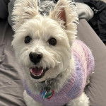 Un Westie Staff allongé sur un canapé portant un habit et un collier autour du cou