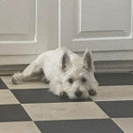 Un Westie Staff allongé sur un sol carrelé et regardant vers la caméra