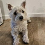 Un Westie Staff allongé sur un plancher 