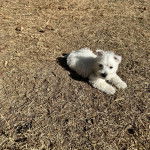 Un Westie Staff allongé sur une surface herbacée et semblant détendu 