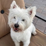 Un Westie Staff assis sur un canapé et ayant la gueule légèrement ouverte 