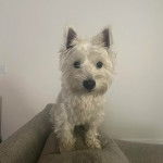 Un Westie Staff assis sur un canapé et regardant vers la caméra 