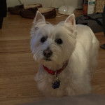 Un Westie Staff sur un plancher et portant un collier autour du cou