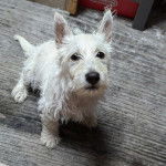 Un Westie Staff assis sur une moquette et regardant vers la caméra