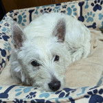 Un Westie Staff allongé dans un panier et regardant vers la caméra