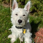 Un Westie Staff regardant vers la caméra et portant un collier autour du cou