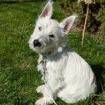 Un Westie Staff assis sur une surface herbacée et qui est tenu en laisse