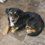 Un Rottsky allongé sur un sol carrelé et regardant la caméra 