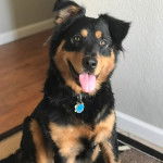 Un Rottsky tirant la langue et portant un collier autour du cou