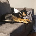 Un Rottsky allongé sur un canapé et portant un collier autour du cou