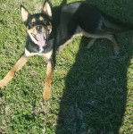 Un Rottsky allongé sur un terrain herbeux et ayant la gueule grande ouverte 