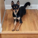 Un Rottsky allongé sur un plancher et regardant vers la caméra 