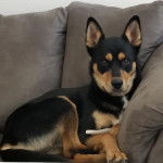 Un Rottsky allongé sur un canapé et regardant vers la caméra 