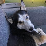 Un Rottsky allongé sur un canapé et semblant détendu 