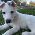 Un Rottsky allongé sur un terrain herbeux et regardant la caméra 