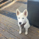 Un Rottsky assis sur un plancher et portant un harnais 