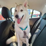 Un Rottsky assis sur le siège d'une voiture et qui est tenu en laisse