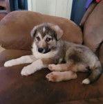 Un chiot Rottsky allongé sur un canapé 