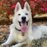 Un Rottsky ayant la langue pendante et portantant un collier autour du cou 