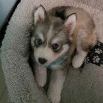 Un chiot Rottsky allongé dans un panier et regardant la caméra