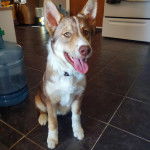 Un Rottsky ayant la langue pendante et portant un collier autour du cou